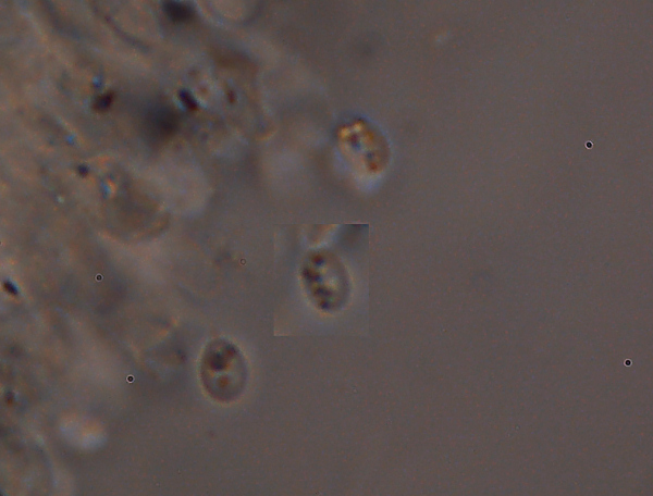 Una specie di Phlebia? (Steccherinum ochraceum)
